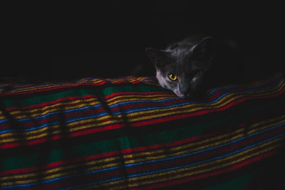 躺在布上的猫
